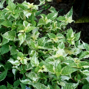 Alternanthera 'Creme de Menthe' (047322)