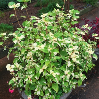 Alternanthera 'Creme de Menthe' (047323)