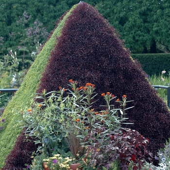 Alternanthera 'Red Threads' (047325)