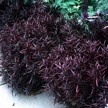 Alternanthera 'Red Threads' (047326)