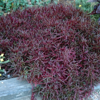 Alternanthera 'Red Threads' (047327)