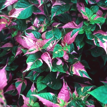 Alternanthera 'Partytime' (047329)