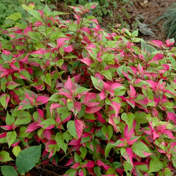 Alternanthera 'Partytime' (047330)