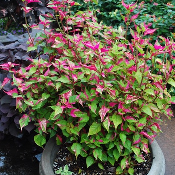 Alternanthera 'Partytime' (047331)