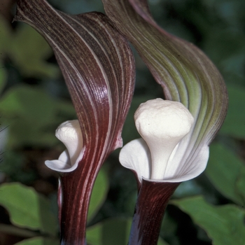 Arisaema speciosum '' (047338)