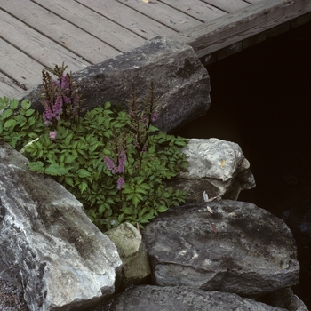 Astilbe chinensis 'Pumila' (047340)