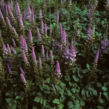 Astilbe chinensis 'Pumila' (047341)