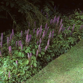 Astilbe chinensis 'Pumila' (047342)