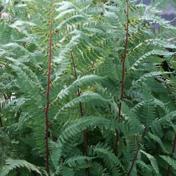 Athyrium filix-femina 'Lady in Red' (047345)