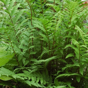 Athyrium filix-femina 'Lady in Red' (047347)