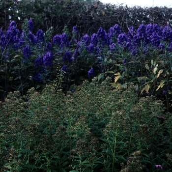 Aconitum carmichaelii '' (047357)