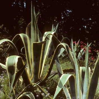 Agave americana 'Marginata' (047367)