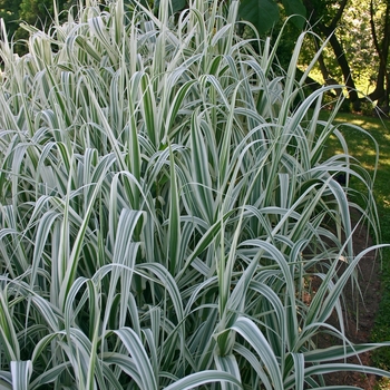 Arundo donax 'Variegata' (047370)