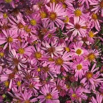 Aster novi-belgii 'Wood's Pink' (047371)