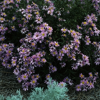 Aster novi-belgii 'Wood's Pink' (047374)