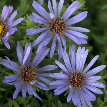 Aster oblongifolius 'October Skies' (047375)