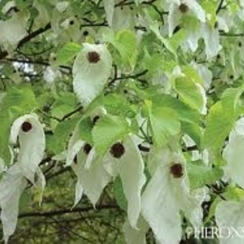 Davidia involucrata