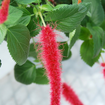 Acalypha pendula '' (047585)