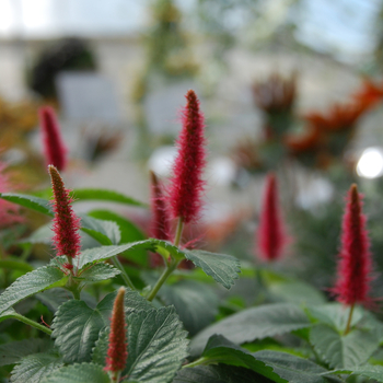 Acalypha pendula '' (047586)