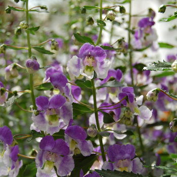 Angelonia angustifolia Adessa® 'Blue Bicolor' (047589)