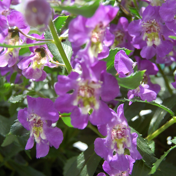 Angelonia angustifolia Adessa® 'Blue' (047591)