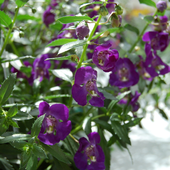 Angelonia angustifolia Adessa® 'Deep Blue Bicolor' (047593)