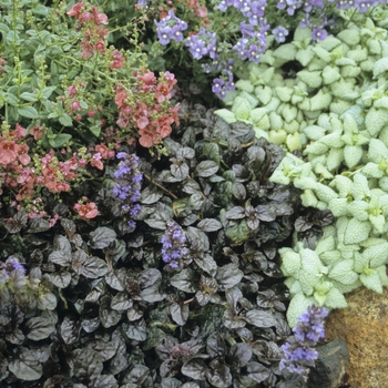 Ajuga reptans 'Mahogany' (047602)