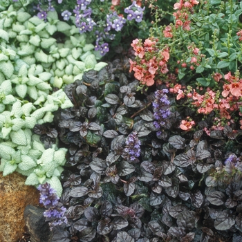 Ajuga reptans 'Mahogany' (047603)