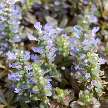 Ajuga reptans 'Mahogany' (047604)