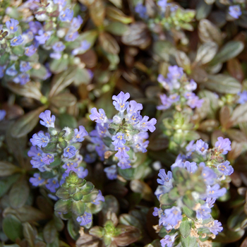 Ajuga reptans 'Mahogany' (047605)