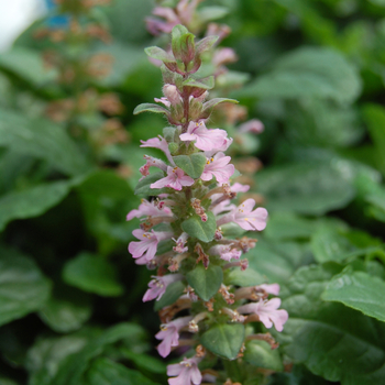 Ajuga reptans 'Rosea' (047606)