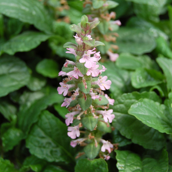 Ajuga reptans 'Rosea' (047607)