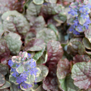 Ajuga reptans 'Sugar Plum' (047609)