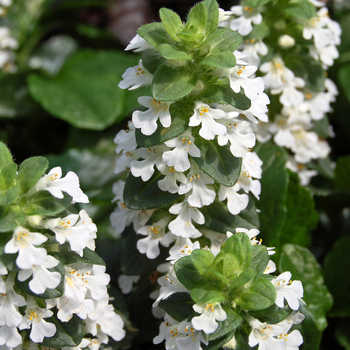 Ajuga reptans 'Alba' (047610)