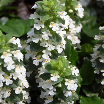 Ajuga reptans 'Alba' (047611)