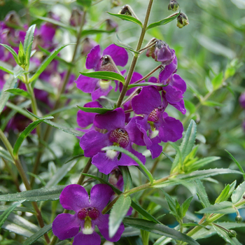 Angelonia angustifolia Angelwings® 'Dark Blue' (047616)