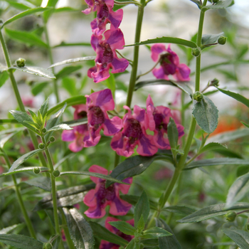 Angelonia angustifolia Pinstripe™ 'Zebra' (047621)