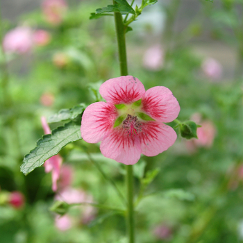 Anisodontea capensis '' (047622)