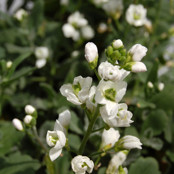 Arabis caucasica 'Plena' (047628)