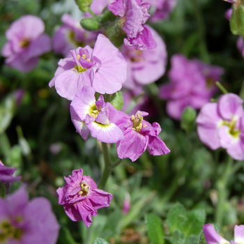 Aubrieta deltoides 'Double Pink' (047630)