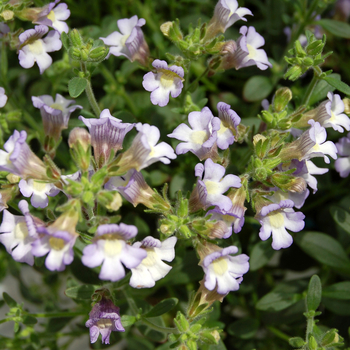 Chaenorhinum origanifolium 'Blue Dream' (047635)