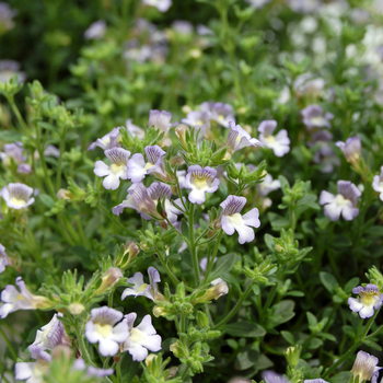 Chaenorhinum origanifolium 'Blue Dream' (047636)