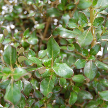 Coprosma 'Coppershine' (047642)