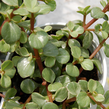 Crassula ovata 'Variegata' (047645)