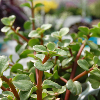 Crassula ovata 'Variegata' (047646)