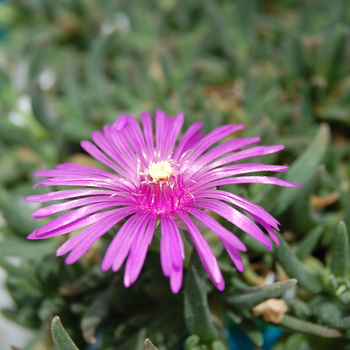 Delosperma cooperi '' (047659)