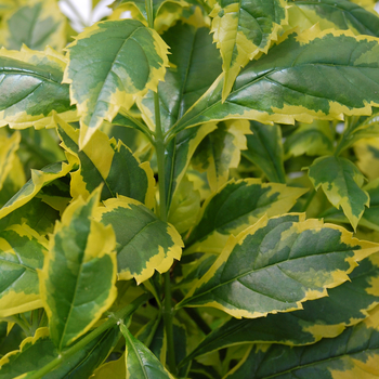 Duranta erecta 'Gold Edge' (047661)