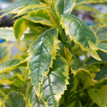 Duranta erecta 'Gold Edge' (047663)