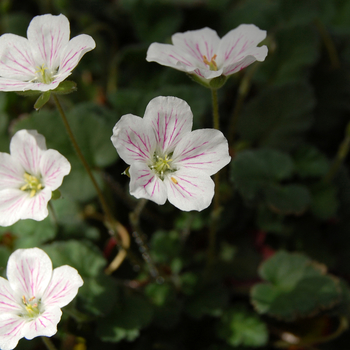 Erodium reichardii 'Album' 