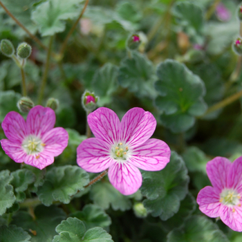 Erodium reichardii 'Bishop's Form' (047668)